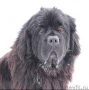 Превью фото № 245959