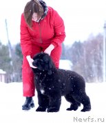 Превью фото № 245966