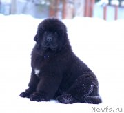 Превью фото № 245967