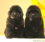 Превью фото № 245968