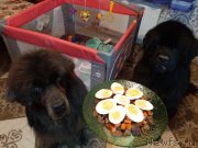 Превью фото № 245975