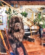 Превью фото № 245982