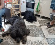 Превью фото № 246013