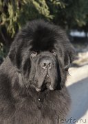 Превью фото № 246053