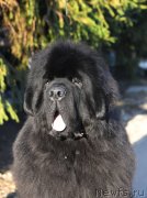 Превью фото № 246054