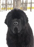 Превью фото № 246062