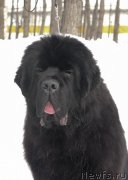 Превью фото № 246063