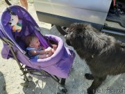 Превью фото № 246105