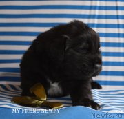 Превью фото № 246139