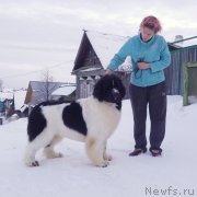 Превью фото № 246172