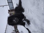 Превью фото № 246208