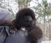 Превью фото № 246254