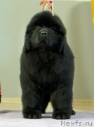 Превью фото № 246264