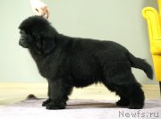 Превью фото № 246267