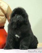 Превью фото № 246268