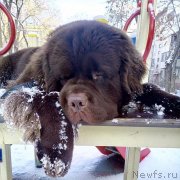 Превью фото № 246274