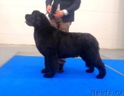 Превью фото № 246309