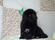 Превью фото № 246340