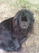 Превью фото № 246365