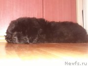 Превью фото № 246371