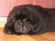 Превью фото № 246372