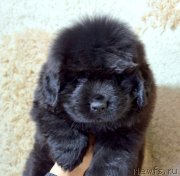 Превью фото № 246389