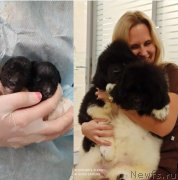 Превью фото № 246391