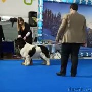 Превью фото № 246400