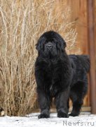 Превью фото № 246429