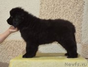 Превью фото № 246450