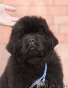 Превью фото № 246464