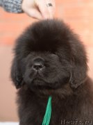 Превью фото № 246468