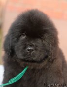 Превью фото № 246470