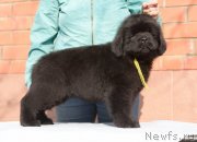 Превью фото № 246474