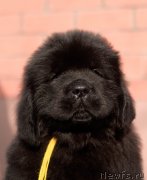 Превью фото № 246476