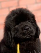 Превью фото № 246477