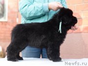 Превью фото № 246484