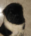 Превью фото № 24650