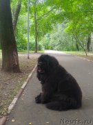 Превью фото № 246558