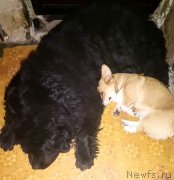 Превью фото № 246561