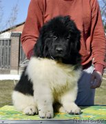 Превью фото № 246570