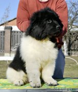 Превью фото № 246571