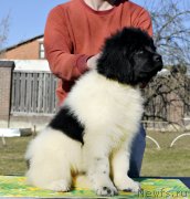 Превью фото № 246573