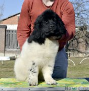 Превью фото № 246577