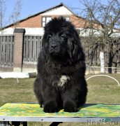 Превью фото № 246582