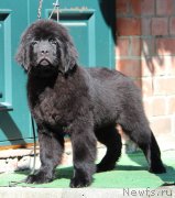 Превью фото № 246615