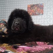 Превью фото № 246630