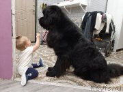 Превью фото № 246654