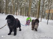 Превью фото № 246662