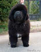 Превью фото № 246691